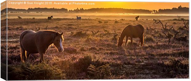  New Forest ponies in the mist Canvas Print by Sue Knight