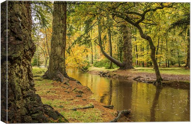  Blackwater,Rhinefield Ornamental Drive,New Forest Canvas Print by Sue Knight