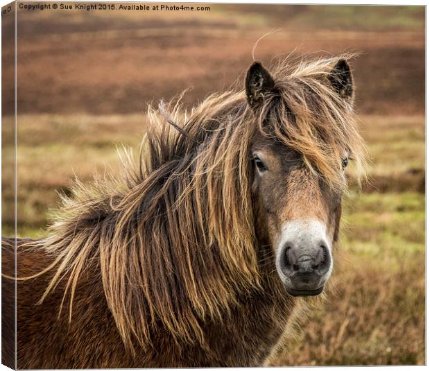  Exmoor pony Canvas Print by Sue Knight
