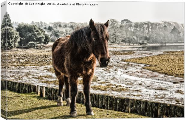 New Forest pony stood by the Beaulieu River Canvas Print by Sue Knight