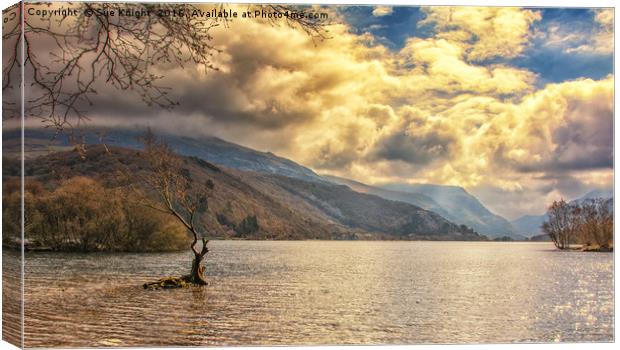 The tree in the lake. Llyn Padarn, Snowdonia, Nort Canvas Print by Sue Knight