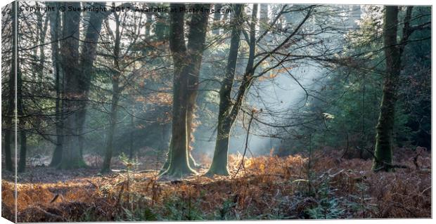 Sunlight through the Trees in the New Forest Canvas Print by Sue Knight