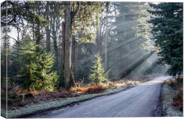 Ornamental Drive at Rhinefield in the New Forest Canvas Print by Sue Knight