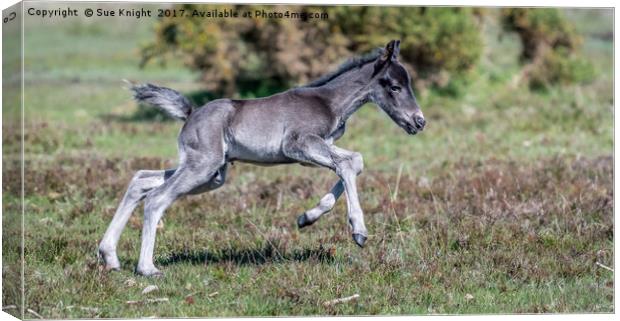 New Forest Foal - Kicking up his heels Canvas Print by Sue Knight
