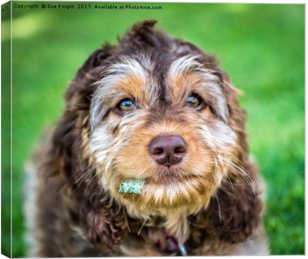 Cockapoo Smile Canvas Print by Sue Knight