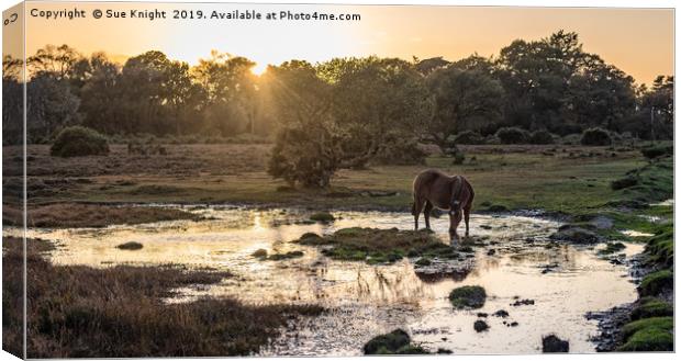 Tranquil view of a New Forest Pony as the sun goes Canvas Print by Sue Knight