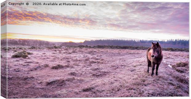 New Forest Pony On A Frosty, Winter's Morning Canvas Print by Sue Knight