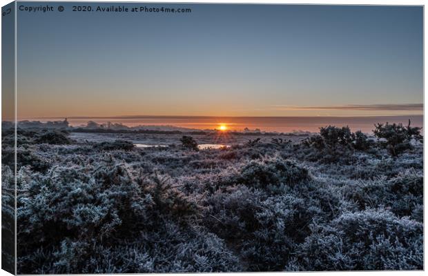 Frosty New Forest Sunrise Canvas Print by Sue Knight