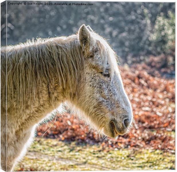 Portrait of a New Forest Pony Canvas Print by Sue Knight