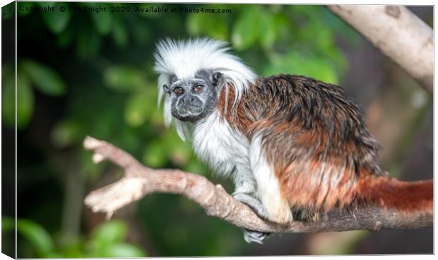 The Cotton top Tamarin Monkey  Canvas Print by Sue Knight