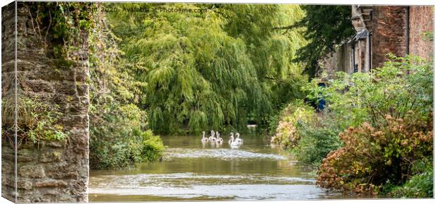 Swans on the moat at Wells, Somerset  Canvas Print by Sue Knight