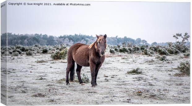 New Forest Pony on a cold & frosty Winter's morning Canvas Print by Sue Knight