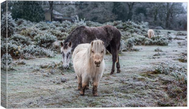 New Forest & Shetland Ponies on a frosty heathland Canvas Print by Sue Knight