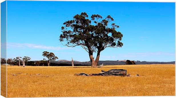  Outback summer  Canvas Print by laurence hyde