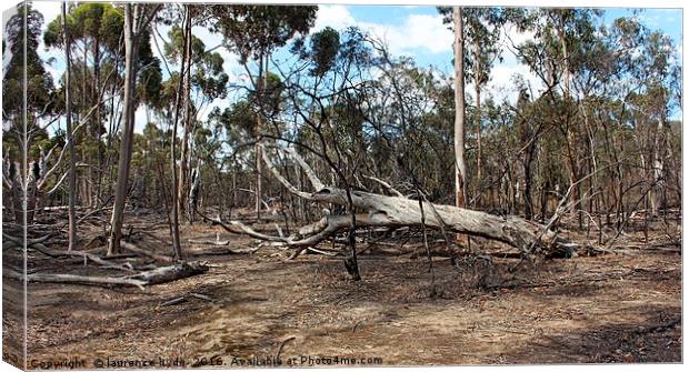 Outback tree collapse Canvas Print by laurence hyde