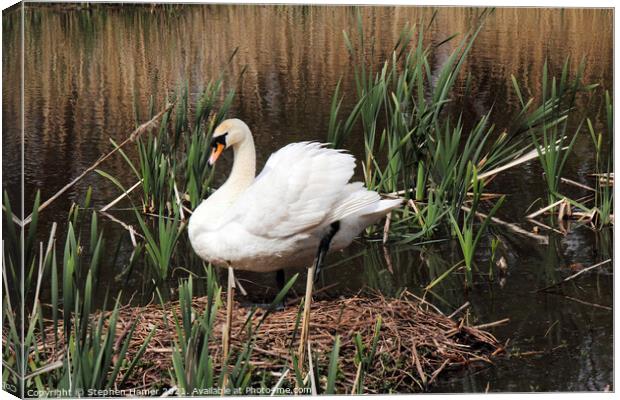 Mute Swan and Nest Canvas Print by Stephen Hamer