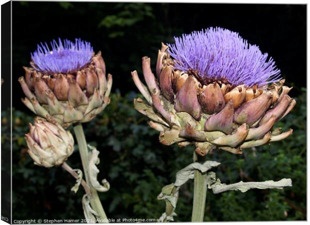 Artichoke Heads Canvas Print by Stephen Hamer