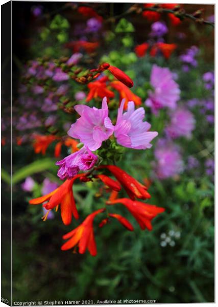 Floral Display Canvas Print by Stephen Hamer