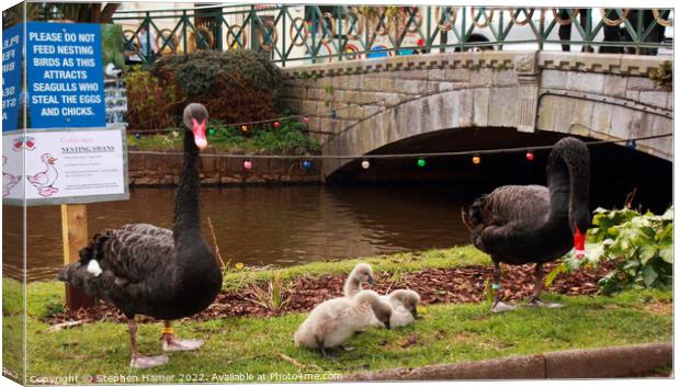 Dawlish Black Swans Canvas Print by Stephen Hamer