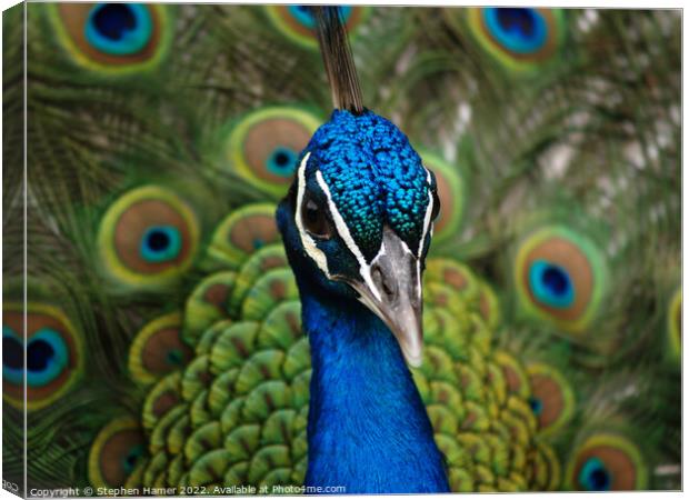 Proud as a Peacock Canvas Print by Stephen Hamer