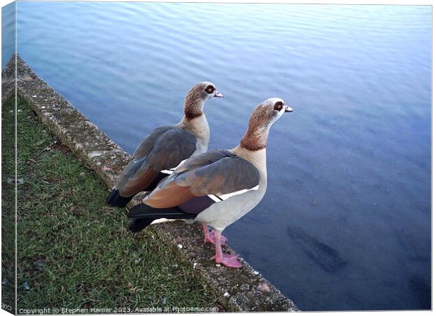Enchanting Duet of Egyptian Geese Canvas Print by Stephen Hamer