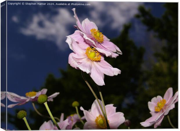 Japenese Anemone Canvas Print by Stephen Hamer