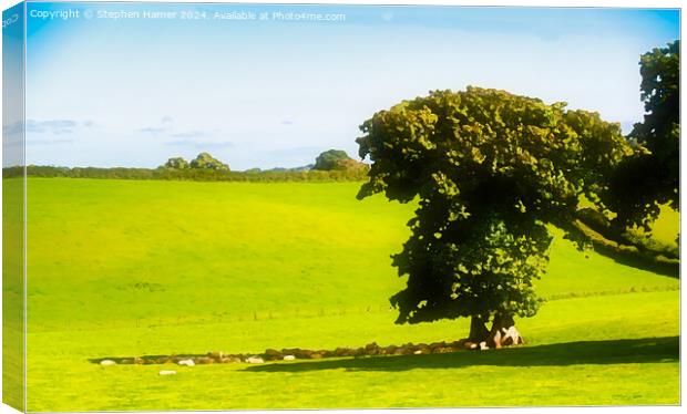 Shade of the Old Oak Tree Canvas Print by Stephen Hamer