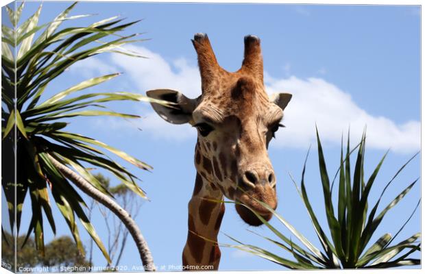 Majestic African Giraffe in Taronga Zoo Canvas Print by Stephen Hamer