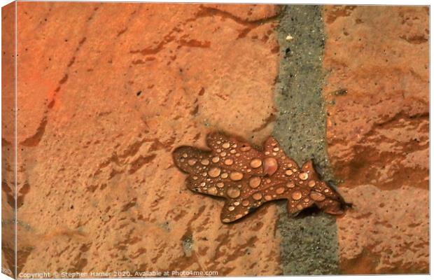 Fallen Oak Leaf Canvas Print by Stephen Hamer