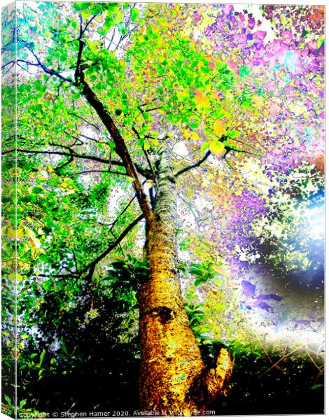 Psychedelic Tree Canvas Print by Stephen Hamer