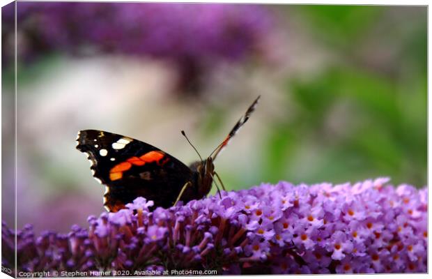 Red Admiral Canvas Print by Stephen Hamer