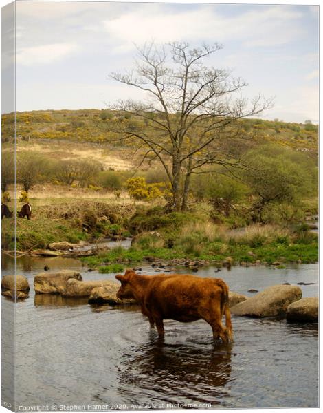 Cattle Crossing Canvas Print by Stephen Hamer