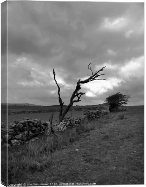 Dead Tree Canvas Print by Stephen Hamer