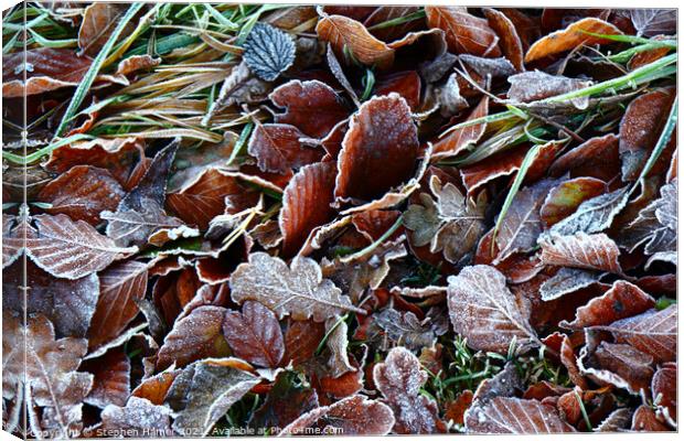 Frosty Leaves Canvas Print by Stephen Hamer