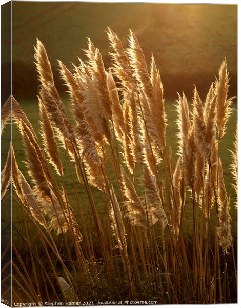 Common Reed Canvas Print by Stephen Hamer