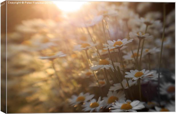  Reaching for the sun Canvas Print by Peter Fletcher