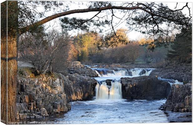 Low Force Morning Light, Teesdale, County Durham, UK Canvas Print by David Forster