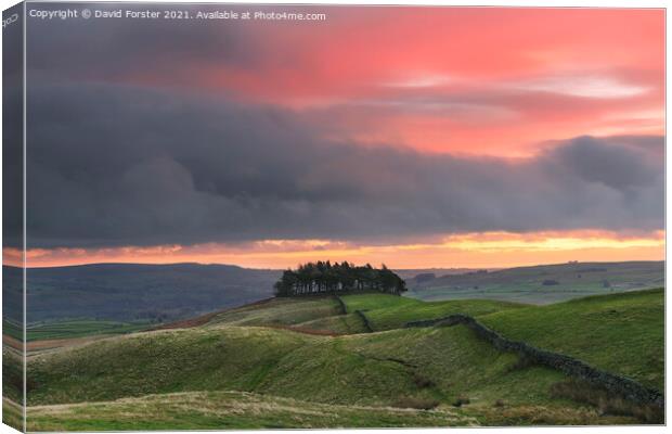Kirkcarrion Dawn Light, Teesdale, UK Canvas Print by David Forster