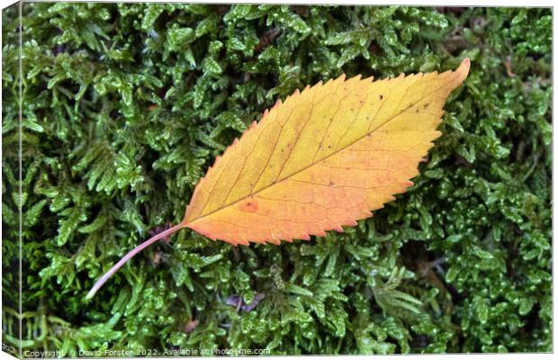 Colourful Flame Shaped Autumnal Leaf on Moss Canvas Print by David Forster