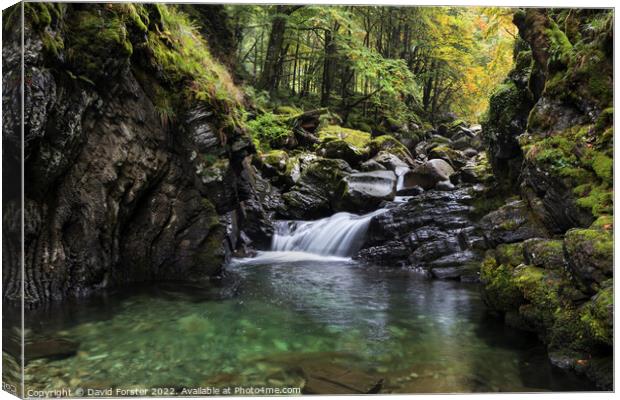 Autumn Stream, Ariege, Pyrenees, France Canvas Print by David Forster