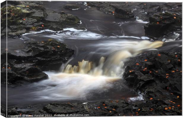 Cascade Flowing over Dark Whin Sill Rocks, North P Canvas Print by David Forster