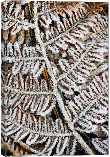 Frost Covered Common Bracken Fronds, North Pennine Canvas Print by David Forster
