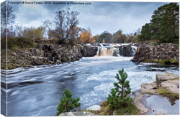 Autumn Colour, Low Force Waterfall Upper Teesdale Canvas Print by David Forster