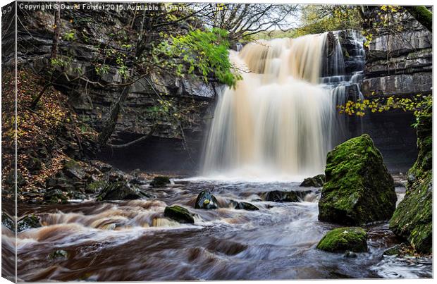 Summerhill Force and Gibson's Cave Teesdale Canvas Print by David Forster