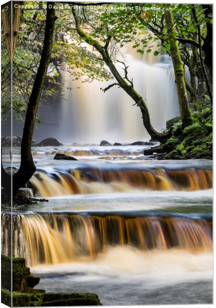 Summerhill Force, Bowlees, Teesdale, County Durham Canvas Print by David Forster