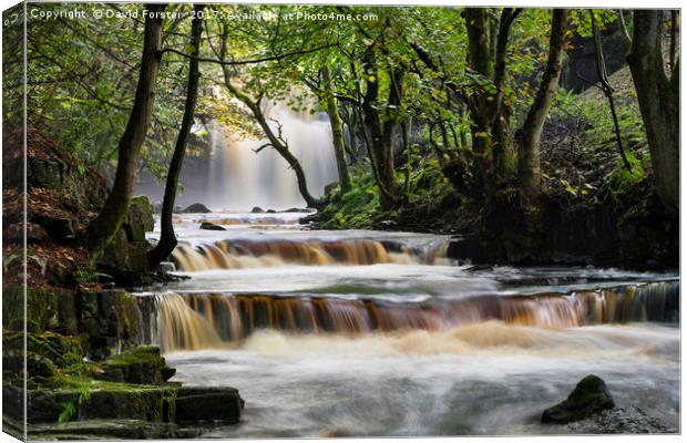 Summerhill Force, Bowlees, Teesdale, County Durham Canvas Print by David Forster