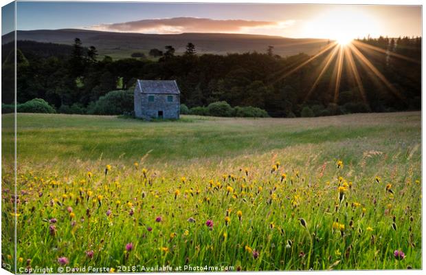 Wild Flower Hay Meadow at Sunrise Canvas Print by David Forster