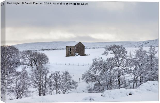 Traditional Dales Barn in Snow, Upper Teesdale,  Canvas Print by David Forster