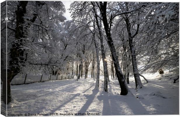 Winter Woodland in the North Pennines Canvas Print by David Forster