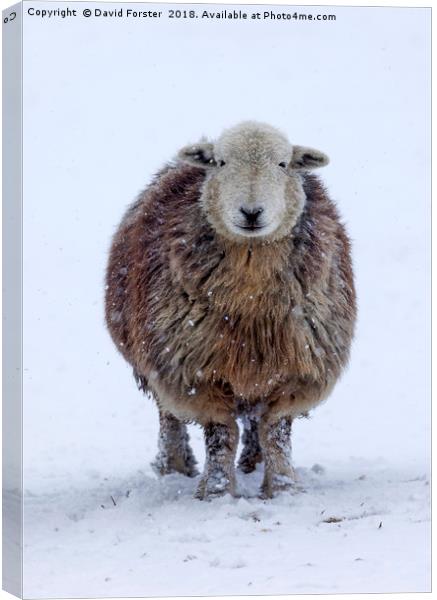 Happy Herdwick Sheep and Falling Snow Canvas Print by David Forster